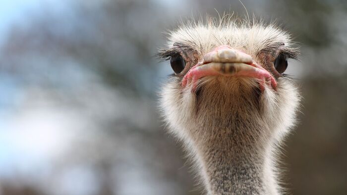 Hétezer éves struccvacsora maradványaira bukkantak a Negev-sivatagban