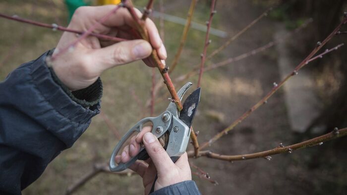 Tuti, hogy rosszkor metszi a fákat! A miskolci sztárkertész elárulta, mit ront el szinte mindenki tavasszal a kertekben