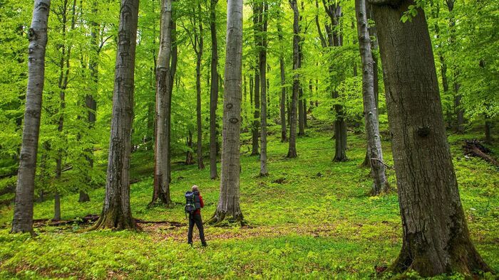 A Bükk közepén büntetnek rojtosra, ha ezt nem tudod: brutális a bírság, lehetetlen kimagyarázni