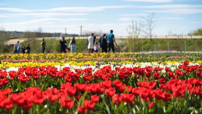 Tavaszi csoda Nyékládházán: megnyílt a Tulipánkert