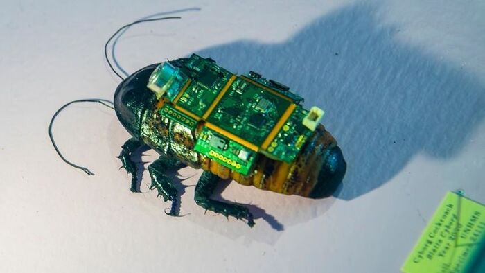Kiborg csótányok: élő rovarokból lettek irányítható robotok
