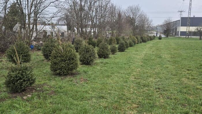 Új otthonra leltek a belvárosi karácsonyi fenyők