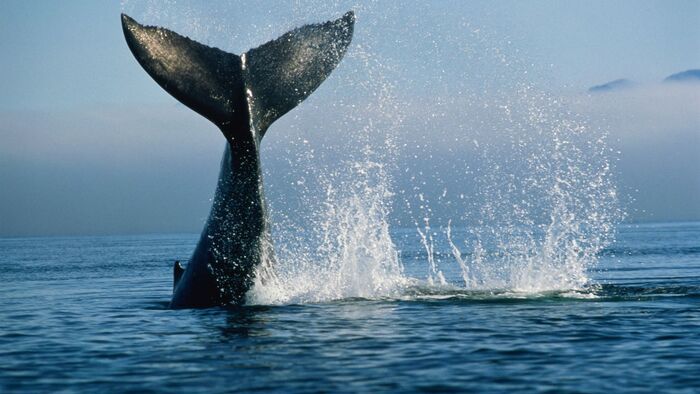 Szakértők szerint menthetetlen a Balti-tenger partjainál rekedt bálna