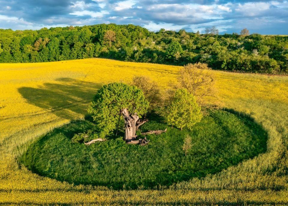 Elpusztult a 2019-es Év Fája, a zilizi tölgy.