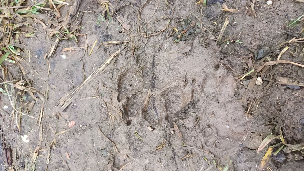 Horrorisztikus felvételek Kazincbarcikáról! Azóta is találgatnak a gazdák, mi intézte el az állataikat - fotók, videó