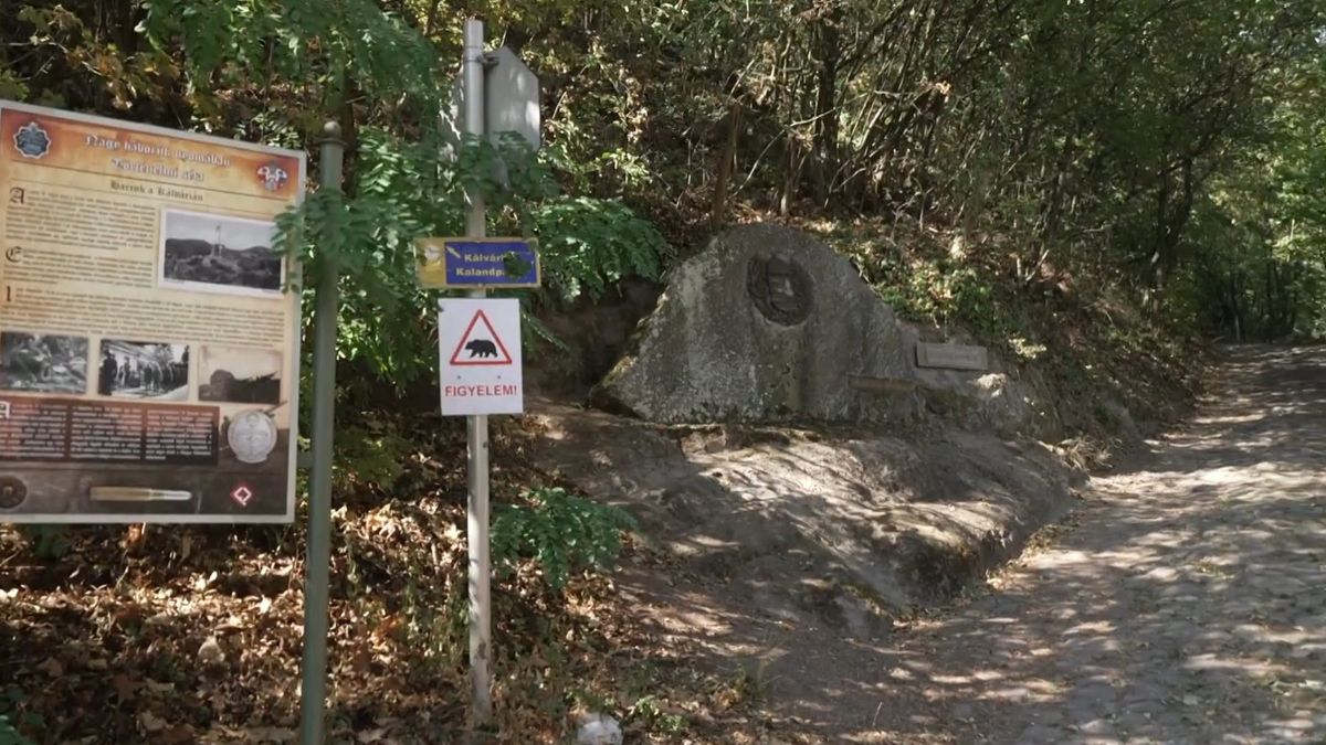 Medvét láttak egy borsodi pincesornál!