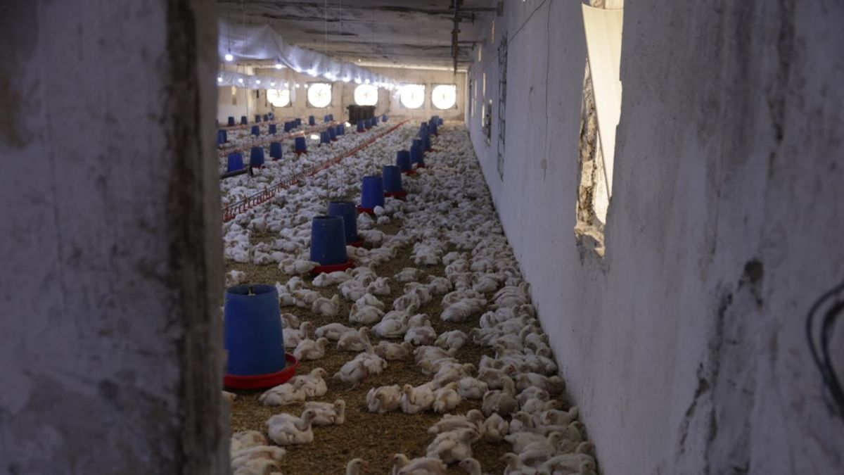 Meglepő fordulat a boltokban: hamarosan többet fizethetünk a csirkéért?