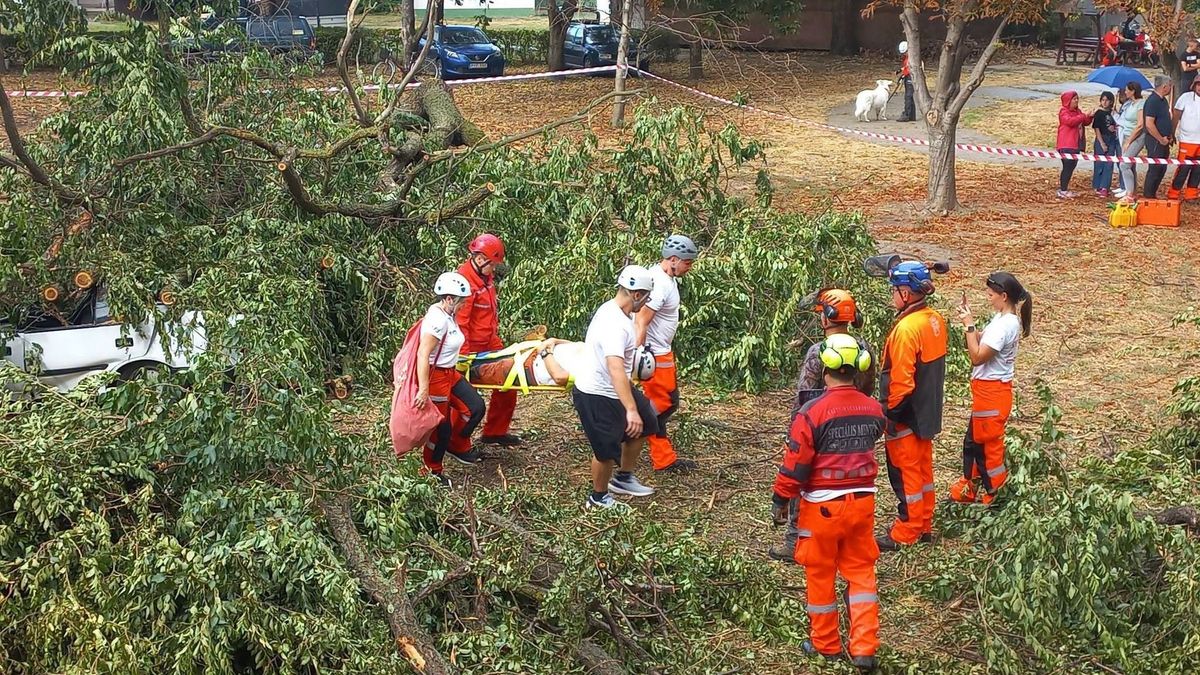 Autóra dőlt egy fa, a Neptun csapata sietett a sofőr segítségére