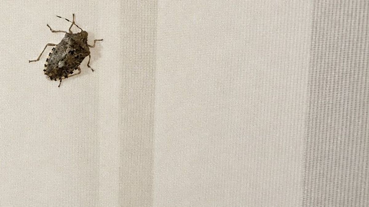 A vegyszer már a múlté, egy helyen a legjobb filléres házi módszerek poloskák ellen