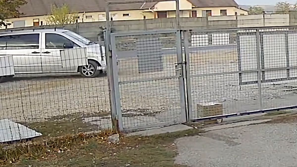 Egy leragasztott dobozt hagytak a menhely kapujában – ami benne volt, és ami ezután történt, minden állatbarát szívét összetöri