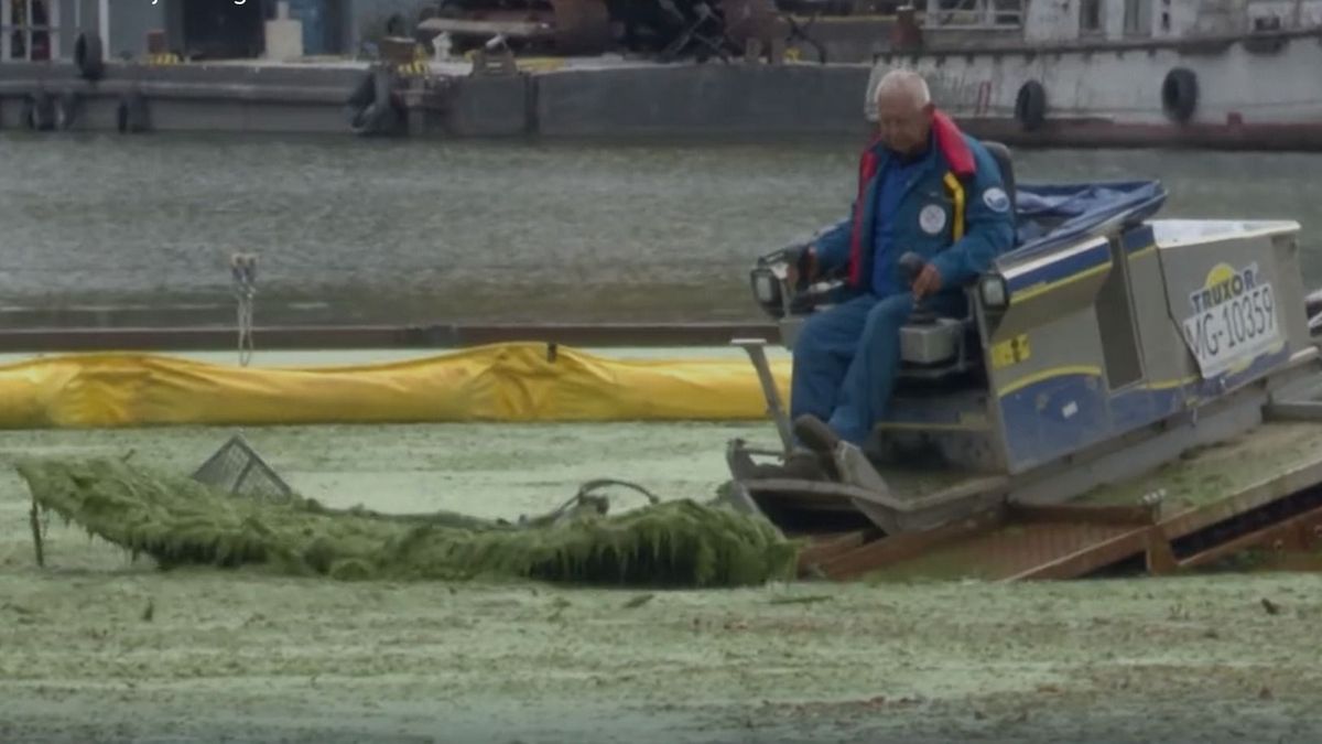 Több száz tonna békalencsét szedtek ki a Bodrogból, kiderült, honnan kerülhetett a folyóba – videóval
